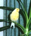 Tweetje original
