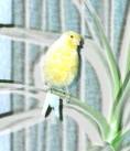 Tweetje1