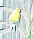 Tweetje2