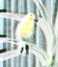 Tweetje3