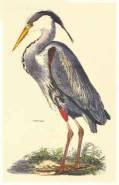 bird original