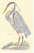 bird3