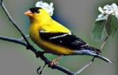original luck bird