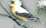 yellow bird1