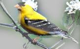 yellow bird3
