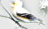 yellow bird4