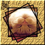 cat are very happy