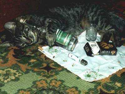 cat2.jpg (19921 bytes)